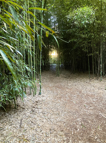 Bamboo forest at the Fantastic Umbrella Factory, Charlestown, R.I.