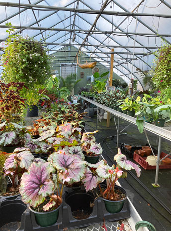 Greenhouse at The Rustic Garden, Fantastic Umbrella Factory
