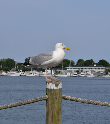 seagull at Wickford Harbor, Wickford, R.I.