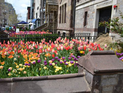 Tulips in front of the Old South Church, Boylston St., Boston, Ma.