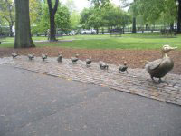 Make Way for Ducklings sculpture, Boston Public Garden, Boston, Ma.