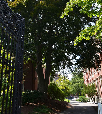 One of the Harvard Yard entrances, Harvard Square, Cambridge, Ma.