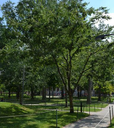 Harvard Yard in summer, Harvard Square, Cambridge, Ma.