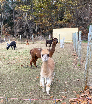 Living the Dream Alpaca Farm, Woodstock Rd., Quechee, Vt.